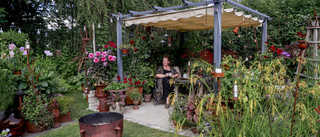 Trädgårdens rum är fyllda av grönska hos Anne-Marie i Kalix