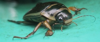 Insekten har fått ett namn    