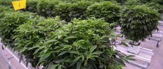 Danmark förlänger cannabisförsök