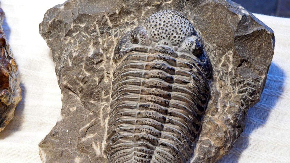 Ett fossilsafari erbjuds i juni.