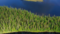 Svenska kyrkan har ett stort ansvar för skogen