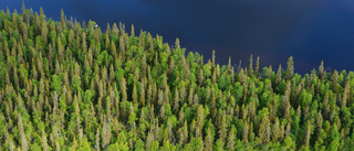 Svenska kyrkan har ett stort ansvar för skogen