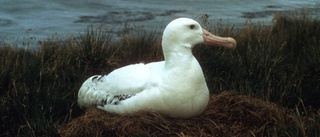 Sällsynt besök: Albatross i Skåne