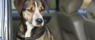 Tio insmugglade hundvalpar fick avlivas – sörmlänning häktad