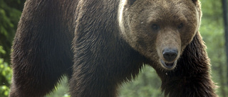 Höga halter bly i svenska björnar