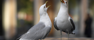 Kommunen: Sluta mata fåglarna