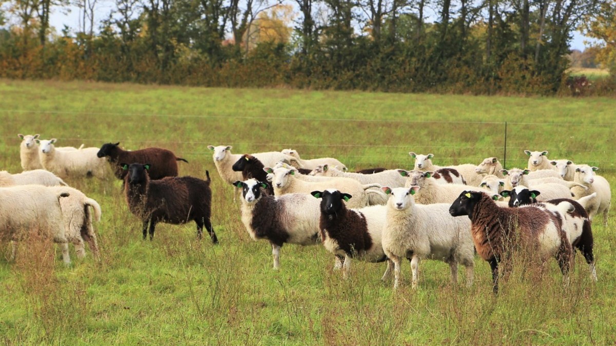 Dags igen för Smaka på Tjust • Skinn och potatis, lyxloppis och
