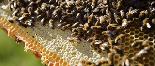 Honungsöverskott kan tvinga odlare lägga ner