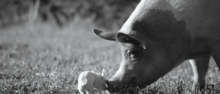 Filmrecension: Oförglömligt om gigantisk gris