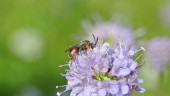 Satsningen: 400 000 kronor till pollinatörer i länet