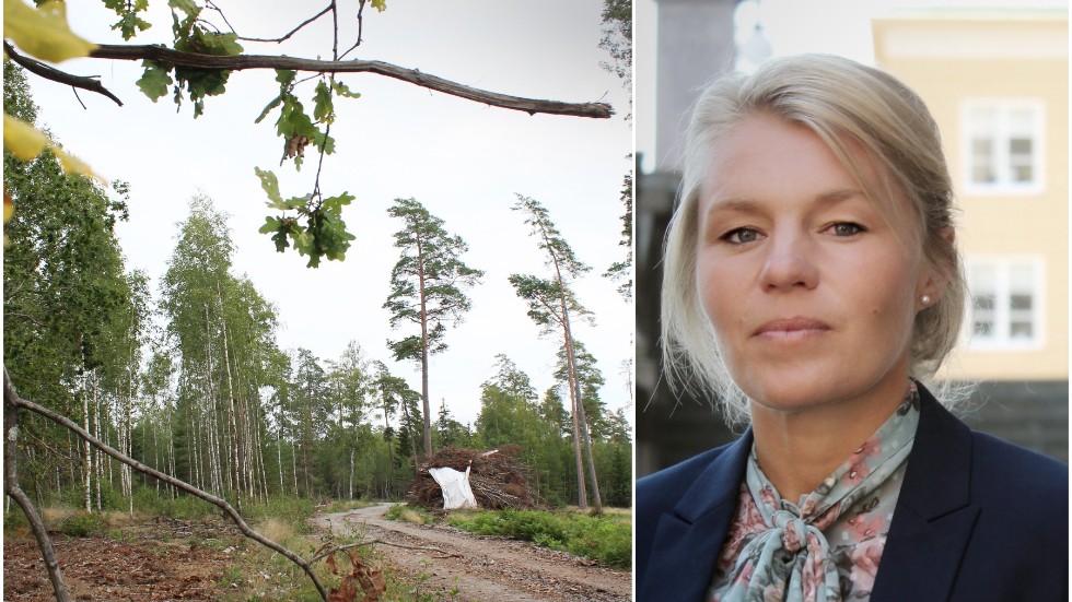 Jag räknar med att inte en enda millimeter av skogsdungen kommer att röras i samband med kommande exploatering av området, skriver Sophia Jarl i sitt svar till Reidar Svedahl (L).
