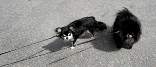 Förslag: Inget skärpt koppeltvång för hundar i Uppsala