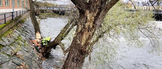 Bävrar käkar upp träd i centrum – nu vid Munktellmuseet: "Finns rätt mycket bäver här i ån"