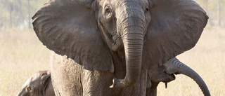 Gen som gör elefanter betlösa dödar hanar