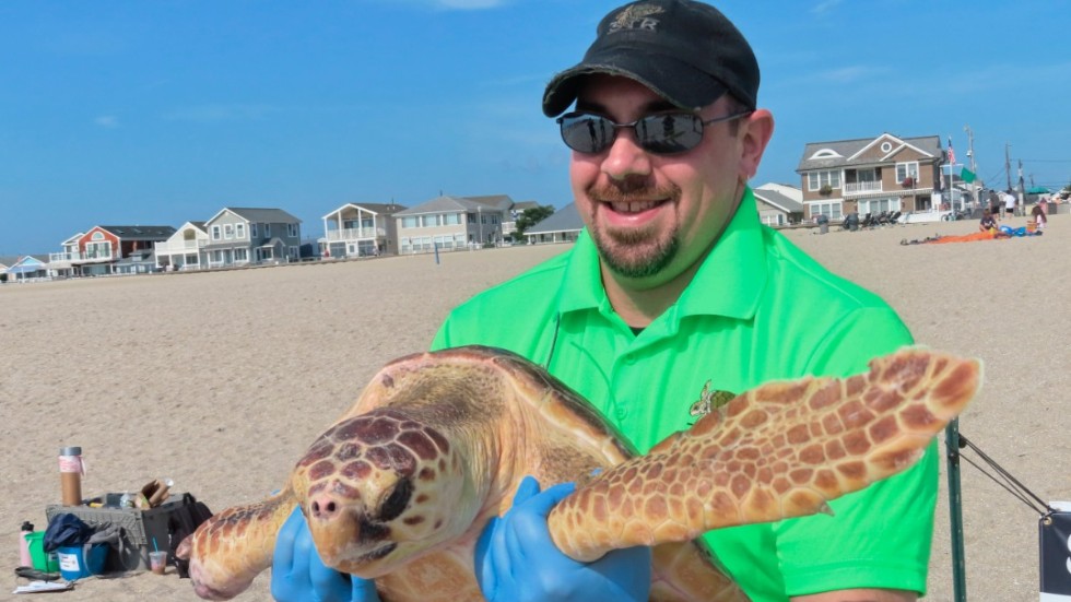 Bill Deerr på Sea Turtle Recovery i Point Pleasant Beach i New Jersey håller Titan, en oäkta karettsköldpadda, innan utsläppet i havet.