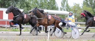 Roger Nilssons hästar dominerade Bygdetravet - siktar på championatet i Skellefteå 