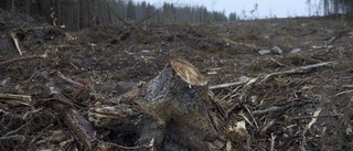 Svamparnas och djurens skogar skövlas