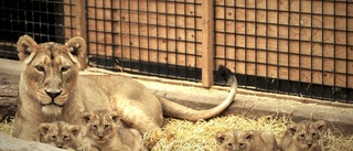 Babylyckan på Parken zoo: Fyra lejonungar har fötts