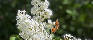 Läsarbilden: Vacker fjäril och syren i full blom