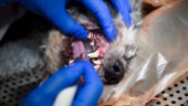 Hund hade bara ett fåtal tänder kvar – ägaren anmäld
