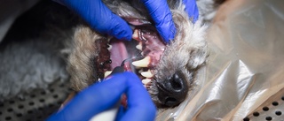 Hund hade bara ett fåtal tänder kvar – ägaren anmäld