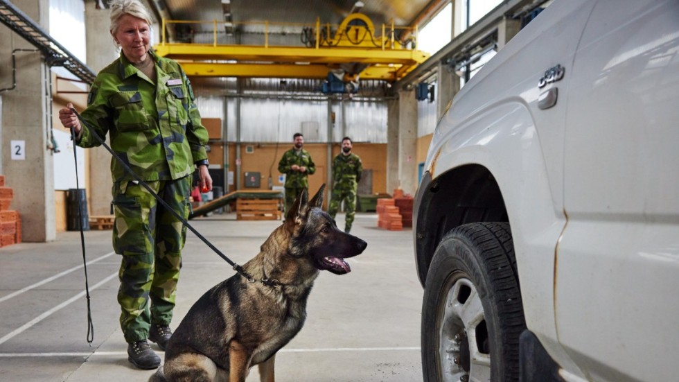 Den svenska uppfödningen av tyska schäferhundar är unik för sitt slag.