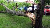 Stort träd knäcktes över skolgård