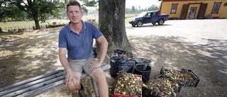 Magda gård efterlyste fallfrukt till korna – nu öser det in 100 kilo frukt dagligen