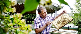 Honungsbrist hotar efter kall och blåsig sommar