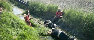 Tre kvigor fastnade i dike i Tystberga – fick räddas av räddningstjänsten 