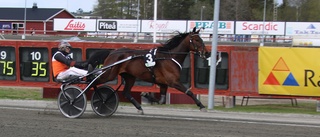 Skellefteå AIK-ikonens succéköp jagar midsommarseger på hemmaplan: "Det är en sjukt fin häst"