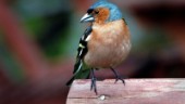 Hinner flyttfåglarna ändra sin rutt?