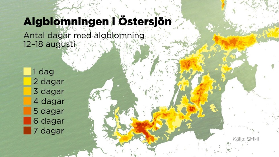 Antal dagar med algblomning i Östersjön 12–18 augusti.