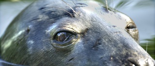 Årets jakt: Drygt 2 100 sälar får skjutas