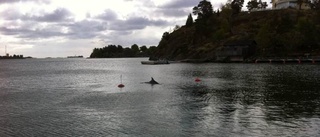 Delfinen på väg till Norrköping