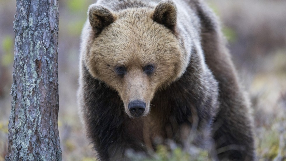 Polisen har fått in larm om en björn i Stockholms skärgård. Björnen på bilden har inget med den efterlysta björnen att göra. Arkivbild.