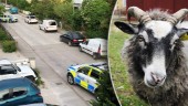 Polis jagade lamm i Visby i natt