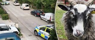 Polis jagade lamm i Visby i natt
