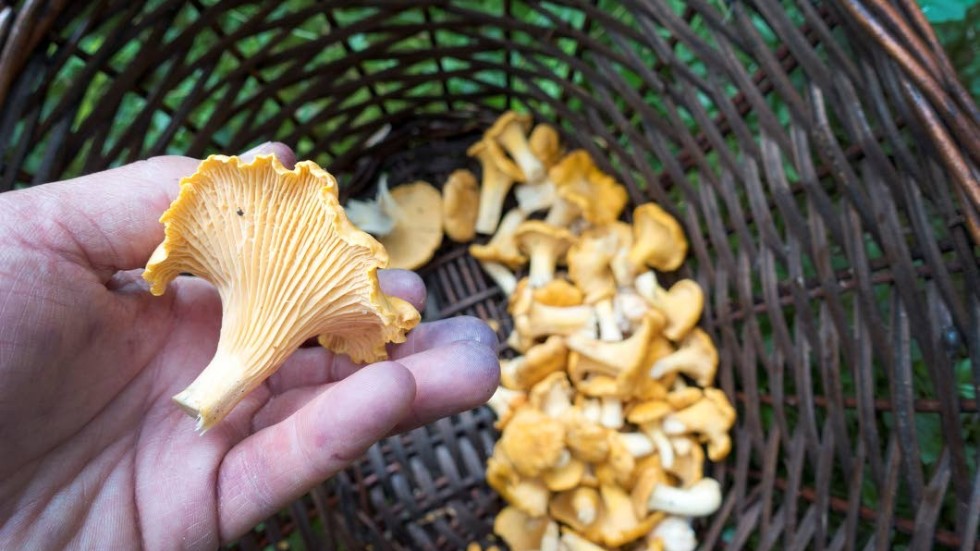Chanterelles are the Rolls Royce of mushrooms.