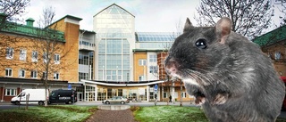 Råttläget på sjukhuset