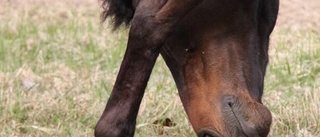 Sålde kroniskt ryggskadad häst –döms att betala 300  000 kronor