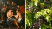 Han fann rosorna i Jesus törnekrona – den bortglömde Linnélärjungen från Linghem fyller 300 år