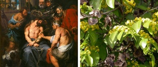 Han fann rosorna i Jesus törnekrona – den bortglömde Linnélärjungen från Linghem fyller 300 år