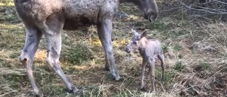 Se den nyfödda – och ovanliga – silverfärgade älgkalven