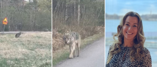 Anna filmade varg på vägen till jobbet – kom närmare än väntat: "Såg ut som den inte riktigt visste vart den skulle gå"