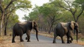 Fler dödas av elefanter i Zimbabwe