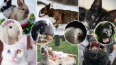 Här är de 10 finalisterna i Norrans husdjurstävling
