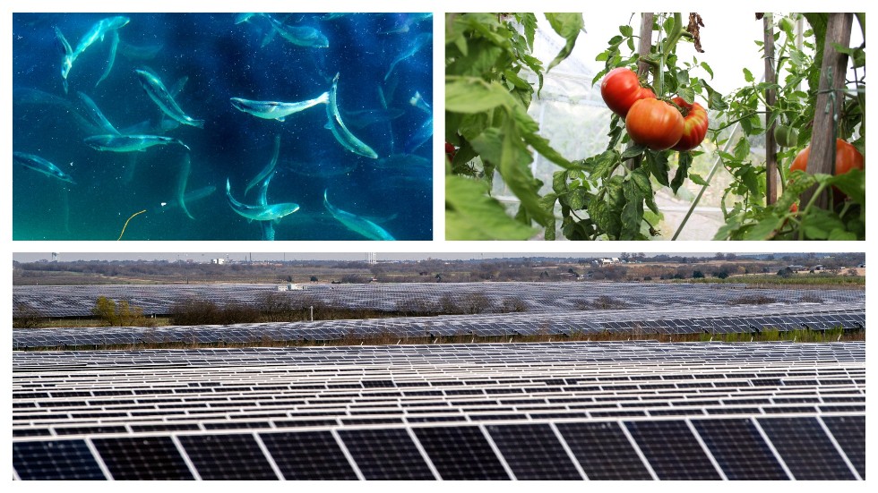 Kombinationen laxodling, tomatodling och solcellspark ska skapa jobb i Ankarsrum.