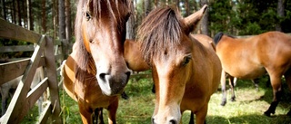 Gotland fortsatt hästtätast i landet