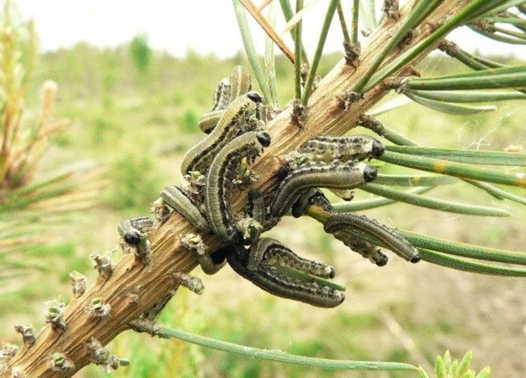 Här ser man larverna i färd med att tugga i sig barren.
